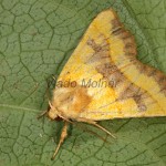Atethmia centrago - Mora jaseňová 21-05-00