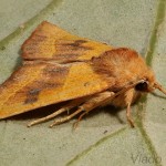 Atethmia centrago - Mora jaseňová 21-19-39.jpg