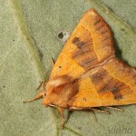 Atethmia centrago - Mora jaseňová 21-20-45.jpg