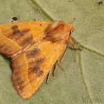 Atethmia centrago - Mora jaseňová 21-22-08.jpg
