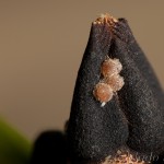 Atethmia centrago - Mora jaseňová 23-13-12