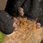 Atethmia centrago - Mora jaseňová 23-18-11