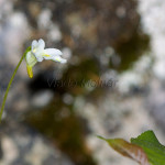 Pinguicula alpina - Tučnica alpínska IMG_0712