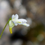 Pinguicula alpina - Tučnica alpínska IMG_0713