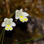 Pinguicula alpina - Tučnica alpínska IMG_0717