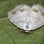 Scopula ornata - Piadica okrášlená 16-47-19