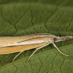 Agriphila tristella - Trávovec trávový 18-11-20