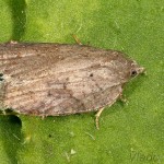  Acleris sparsana - Obaľovač pokropený 22-22-33.jpg