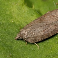 Acleris sparsana - Obaľovač pokropený 22-23-01.jpg