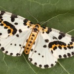 Abraxas grossulariata - Piadivka egrešová 21-26-32