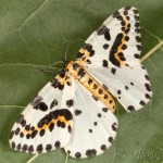Abraxas grossulariata - Piadivka egrešová 21-27-38