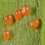 Colostygia olivata - Piadivka olivovozelená 22-43-48