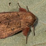 Mythimna turca (Linnaeus, 1761) - Mora turecká 21-56-15
