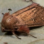 Mythimna turca (Linnaeus, 1761) - Mora turecká 21-57-37