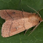 Mythimna turca - Mora turecká 20-46-37
