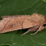 Mythimna turca - Mora turecká 20-49-02