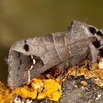 Clostera anachoreta - Chochlatka vrbinová 17-23-49