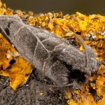 Clostera anachoreta - Chochlatka vrbinová 17-28-48