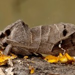 Clostera anachoreta - Chochlatka vrbinová 17-37-08