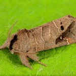 Clostera anachoreta - Chochlatka vrbinová 22-53-21