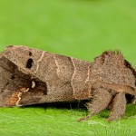 Clostera anachoreta - Chochlatka vrbinová 22-54-34