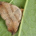 Laspeyria flexula - Stužkavec lišajníkový 18-07-16