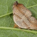 Laspeyria flexula - Stužkavec lišajníkový 18-09-25