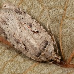 Agonopterix ocellana - Ploskáč vŕbový 16-39-11