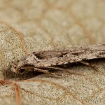 Agonopterix ocellana - Ploskáč vŕbový 16-41-13