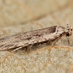 Agonopterix ocellana - Ploskáč vŕbový 16-46-47