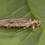 Agonopterix ocellana - Ploskáč vŕbový 21-47-21