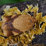 Aphelia ferugana - Obaľovač okrový 16-54-49