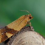 Aphelia ferugana - Obaľovač okrový 16-56-17