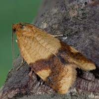 Aphelia ferugana - Obaľovač okrový 16-58-13