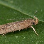 Helcystogramma triannulella - Psota pupencová 20-08-06