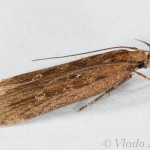 Helcystogramma triannulella - Psota pupencová 20-19-17