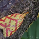 Hypercallia citrinalis - Humusovka horčinková 17-41-19