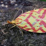 Hypercallia citrinalis - Humusovka horčinková 17-43-17