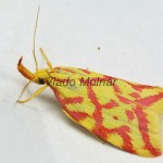 Hypercallia citrinalis - Humusovka horčinková 170514