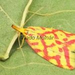 Hypercallia citrinalis - Humusovka horčinková 172441