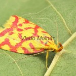 Hypercallia citrinalis - Humusovka horčinková 172859