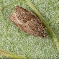 Syndemis musculana - Obaľovač šedý 22-14-08