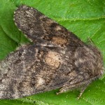 Gluphisia crenata - Chochladka šedá 19-24-19