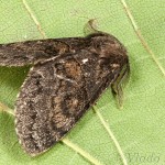 Gluphisia crenata - Chochladka šedá 20-36-12