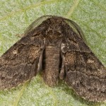 Gluphisia crenata - Chochlatka šedá 20-10-43