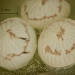 Agrotis cinerea - Siatica popolavá 16-17-47vs