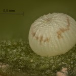 Agrotis cinerea - Siatica popolavá 19-54-41vs