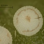 Agrotis cinerea - Siatica popolavá 20-46-36vs