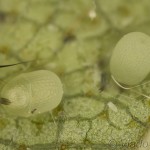 Biston betularia - Piadivka brezová 16-47-09