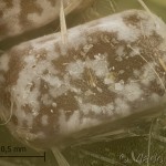 Crocallis elinguaria - Listnatka lesná 16-13-59vs